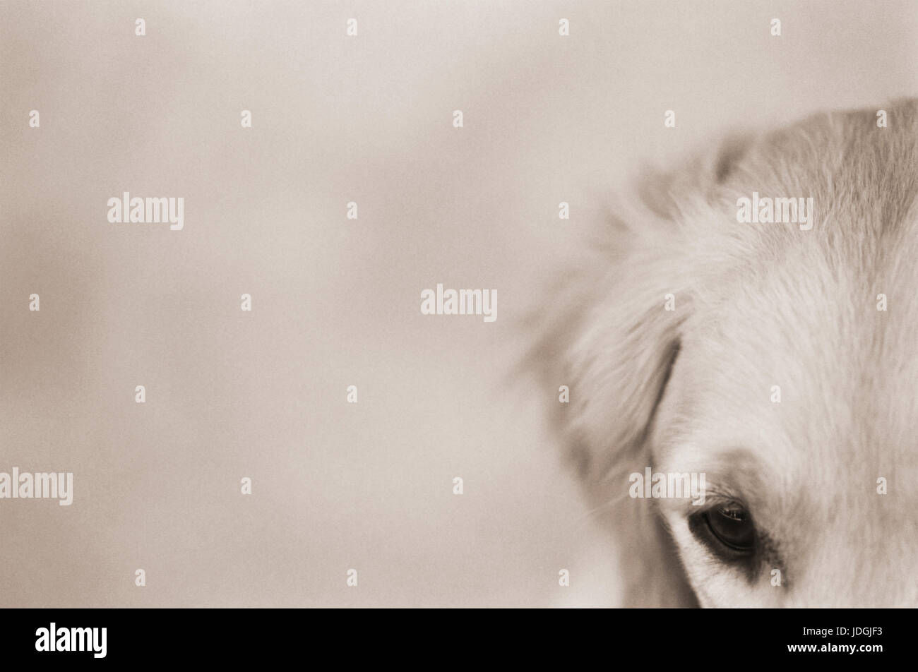 Primo piano ritratto di Golden Retriever Dog Foto Stock