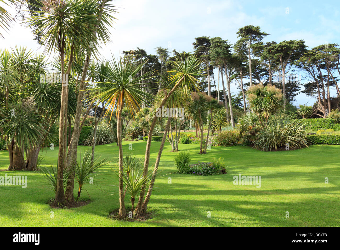 Francia, Finistère (29), îles du du Ponant, Île de Batz, jardin Georges Delaselle, la palmeraie plantée de cordylines australes (Cordyline australis) e Foto Stock