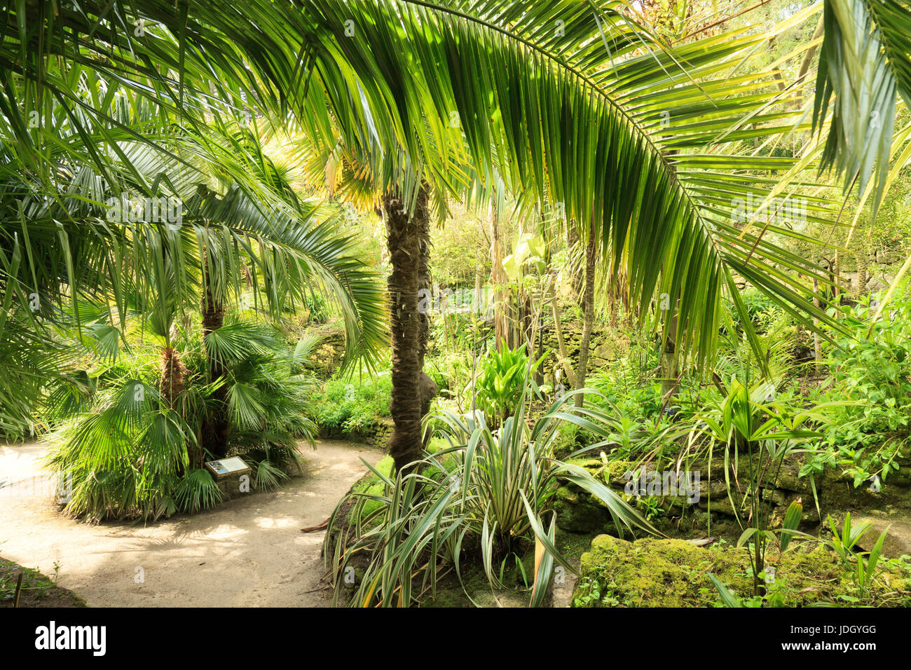 Francia, Finistère (29), îles du du Ponant, Île de Batz, jardin Georges Delaselle, la Palmeraie plantée de cordylines australes (Cordyline australis) e Foto Stock