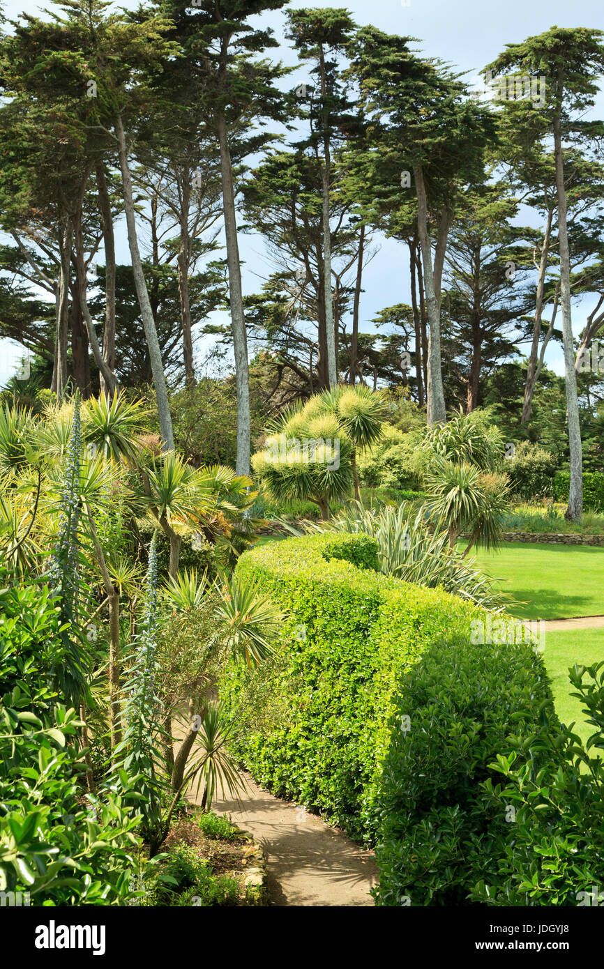 Francia, Finistère (29), îles du du Ponant, Île de Batz, jardin Georges Delaselle, haie taillée de fusain du Japon (Euonymus japonicus) qui sépare la p Foto Stock