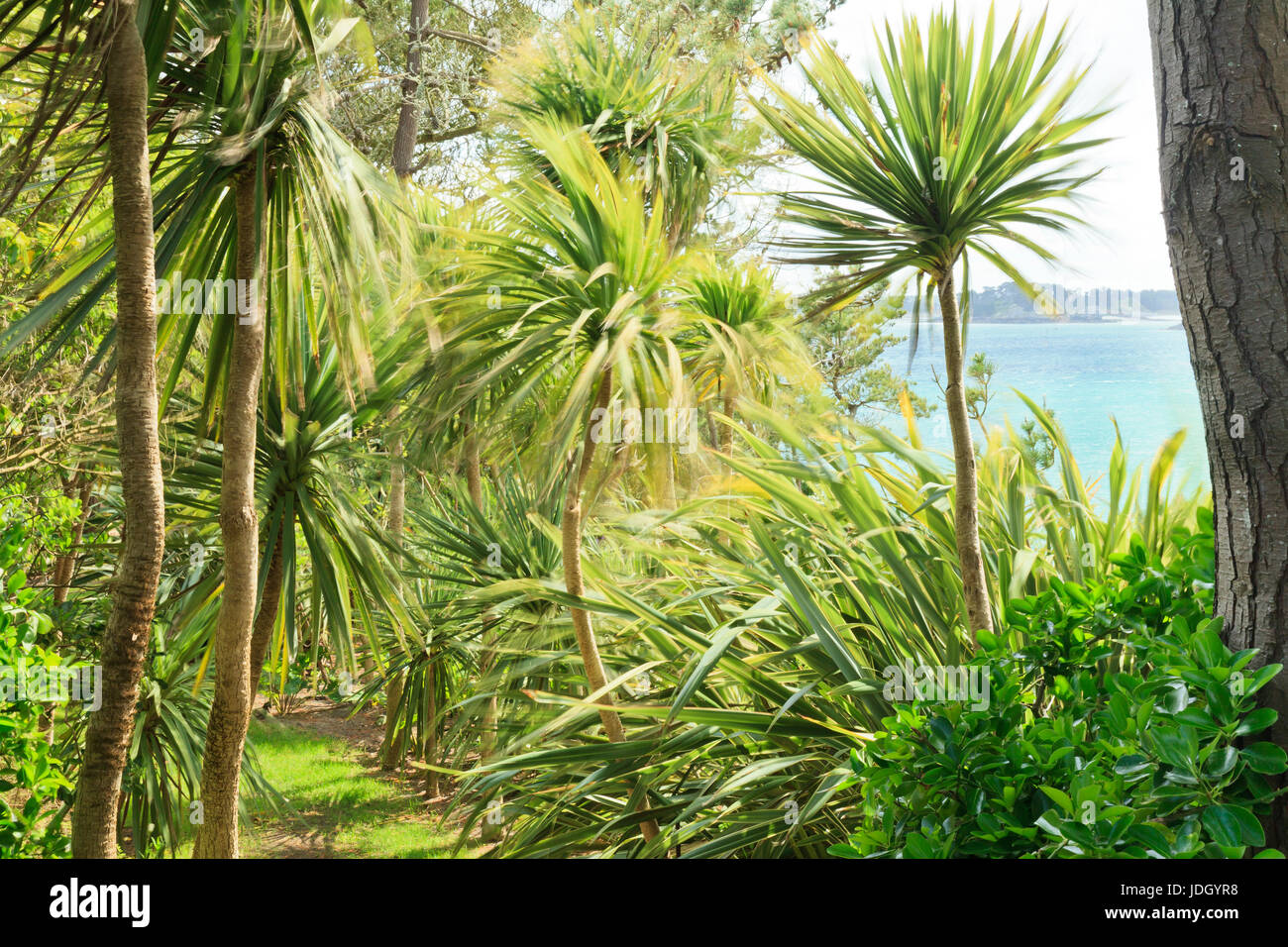 Francia, Finistère (29), îles du du Ponant, Île de Batz, jardin Georges Delaselle, allée Sous les cordylines australes (Cordyline australis) agitées pa Foto Stock