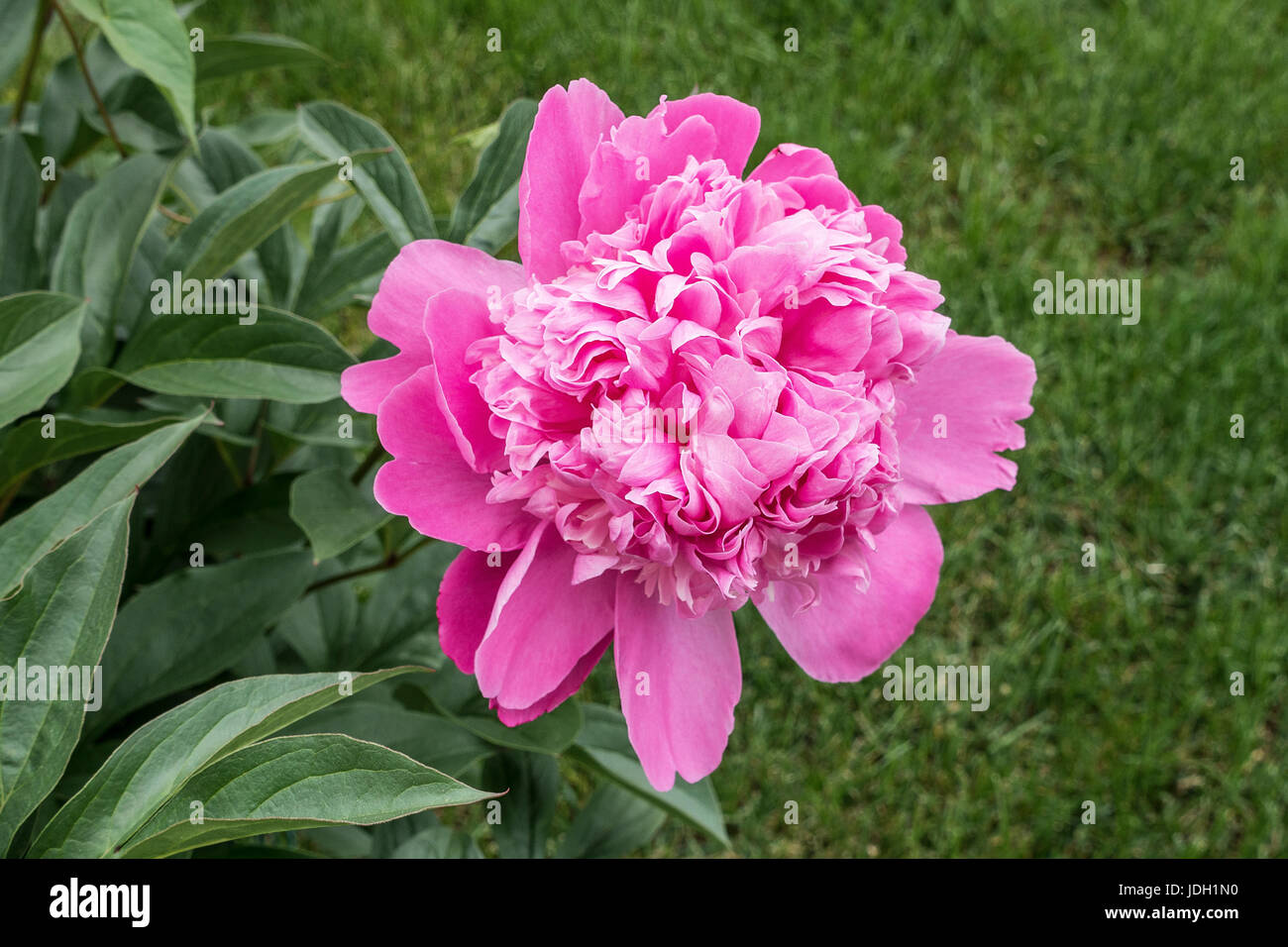 Fiori di colore rosa con foglie verdi intorno a loro Foto Stock