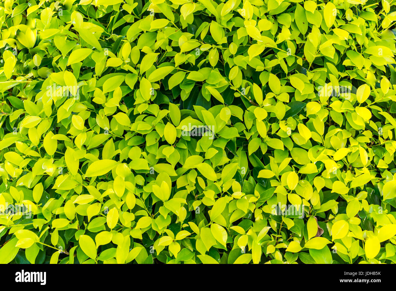Foglie verde dello sfondo. Ecologia design. Foto Stock
