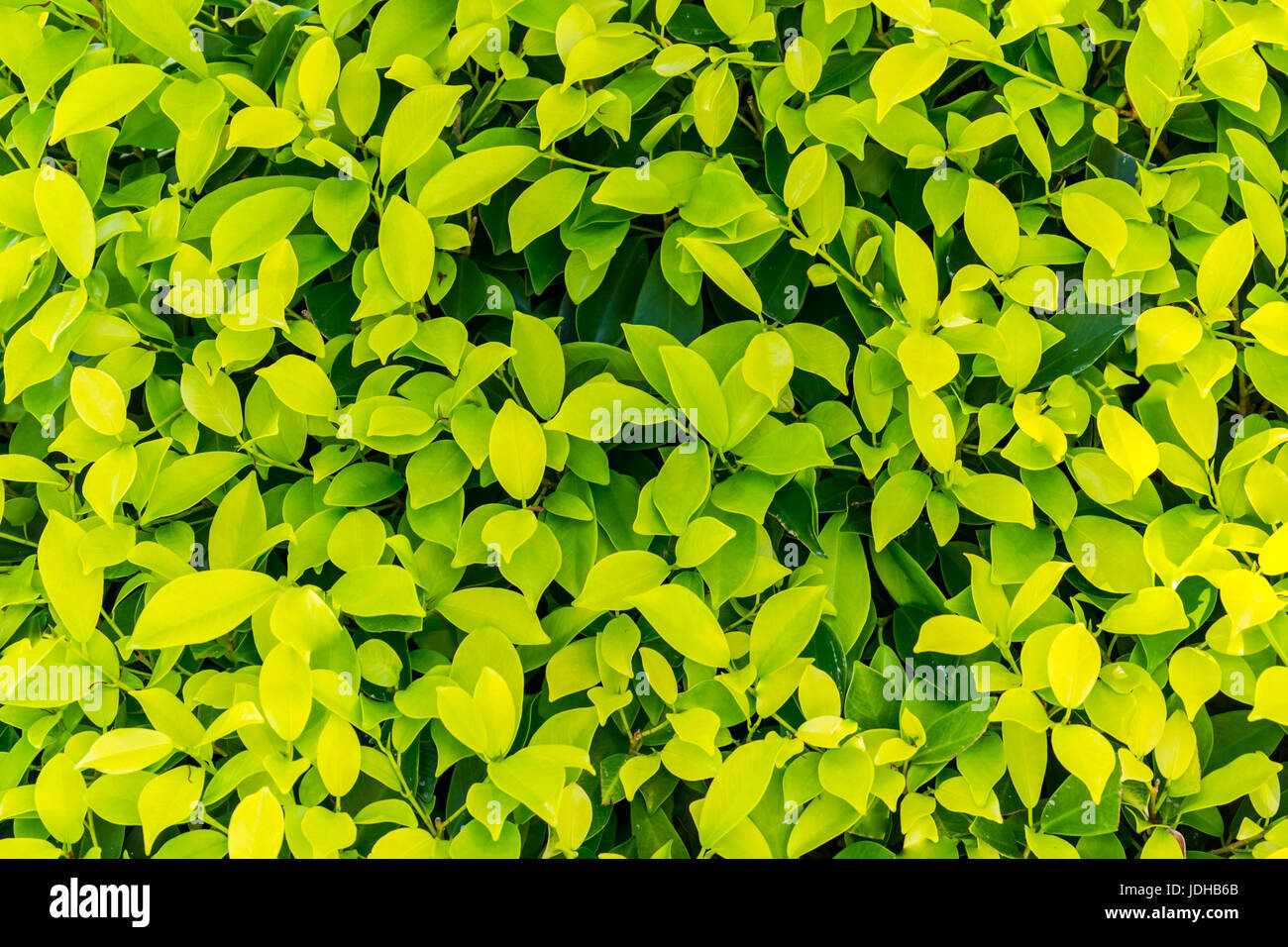 Foglie verde dello sfondo. Ecologia design. Foto Stock