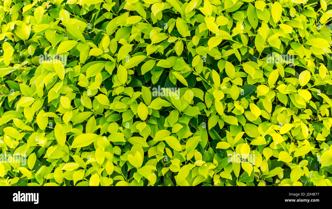 Foglie verde dello sfondo. Ecologia design. Foto Stock