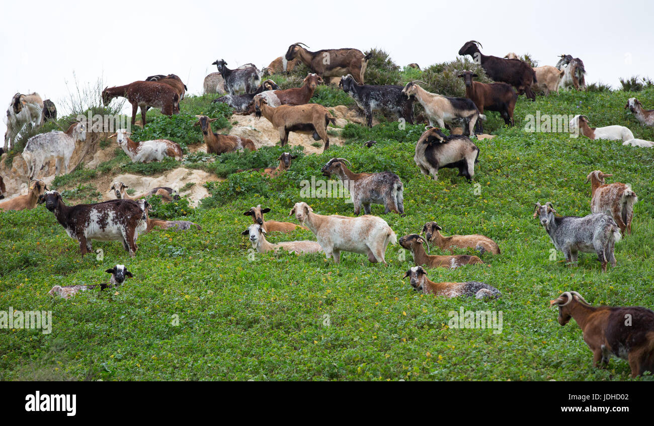Vista dettagliata del gregge di capre, tele-obiettivo fotografico Foto Stock