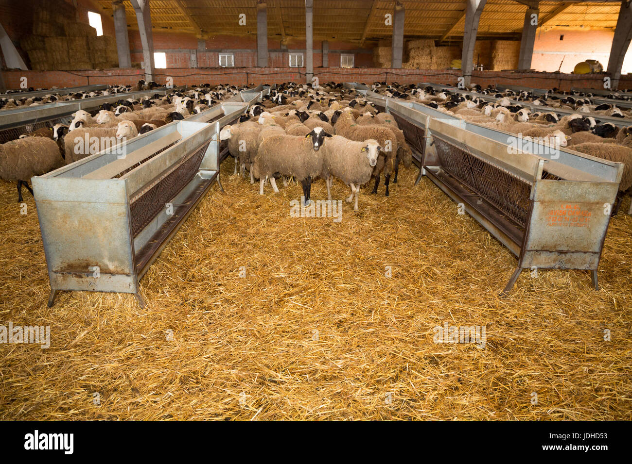 Gregge di pecore all'interno di edifici zootecnici Foto Stock