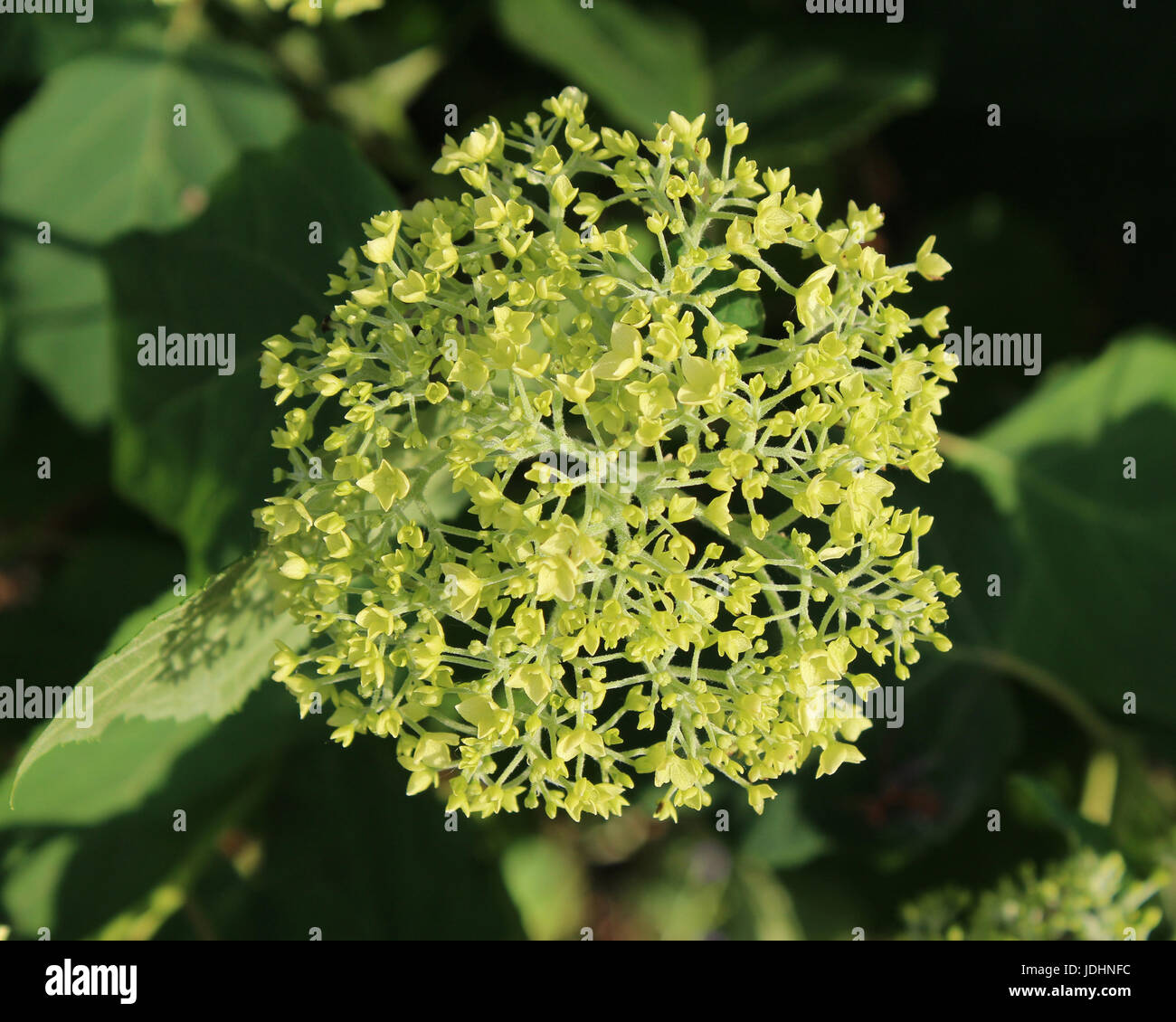 I fiori emergenti di Hydrangea arborescens " Annabelle', una delicata sfumatura di verde prima di aprire al bianco. Foto Stock