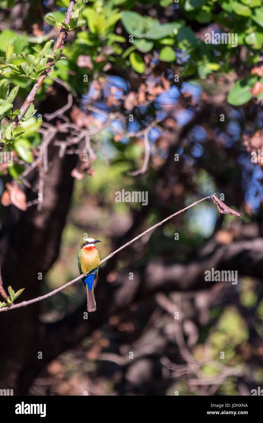 Bianco-fronteggiata Gruccione (Merops bullockoides) seduto su un ramo, Sud Africa Foto Stock