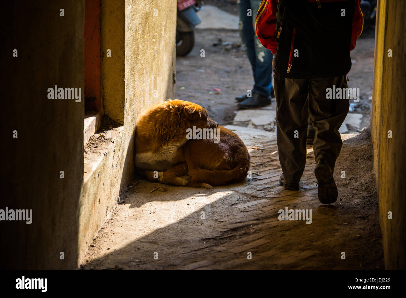 Cane in uno stretto vicolo nel quartiere Thamel, Kathmandu, Nepal Foto Stock