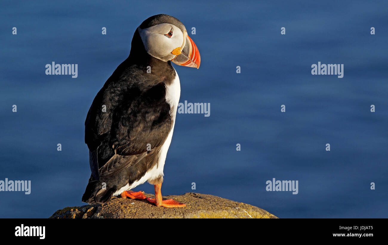 L'Islanda, Parrot diver al Latrabairg, cape Bjartangar, Fractercula arctia, l'Europa. , Isola, Papageitaucher auf Latrabairg, Kap Bjartangar,F Foto Stock