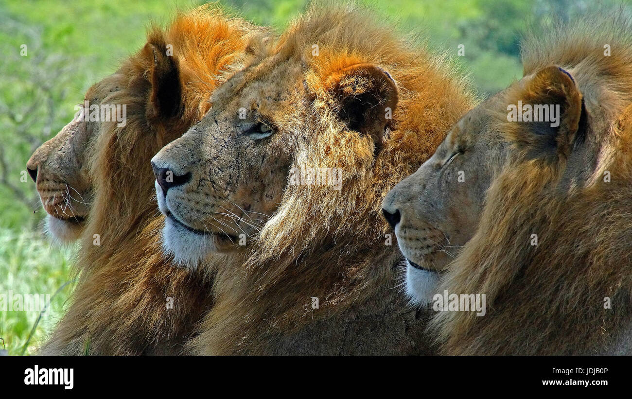 Africa del Sud, Africa, lion Panthera Leo, albergatore NP,,, Suedafrika Afrika, Loewe, Krueger NP, Foto Stock