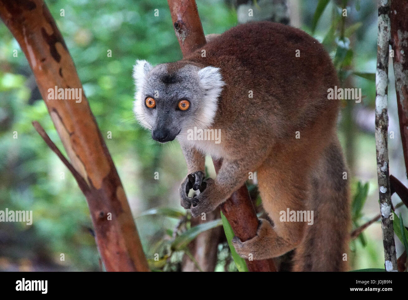 Lemuri, Madagascar, Sifaka, Prophithecus, Madagascar Foto Stock