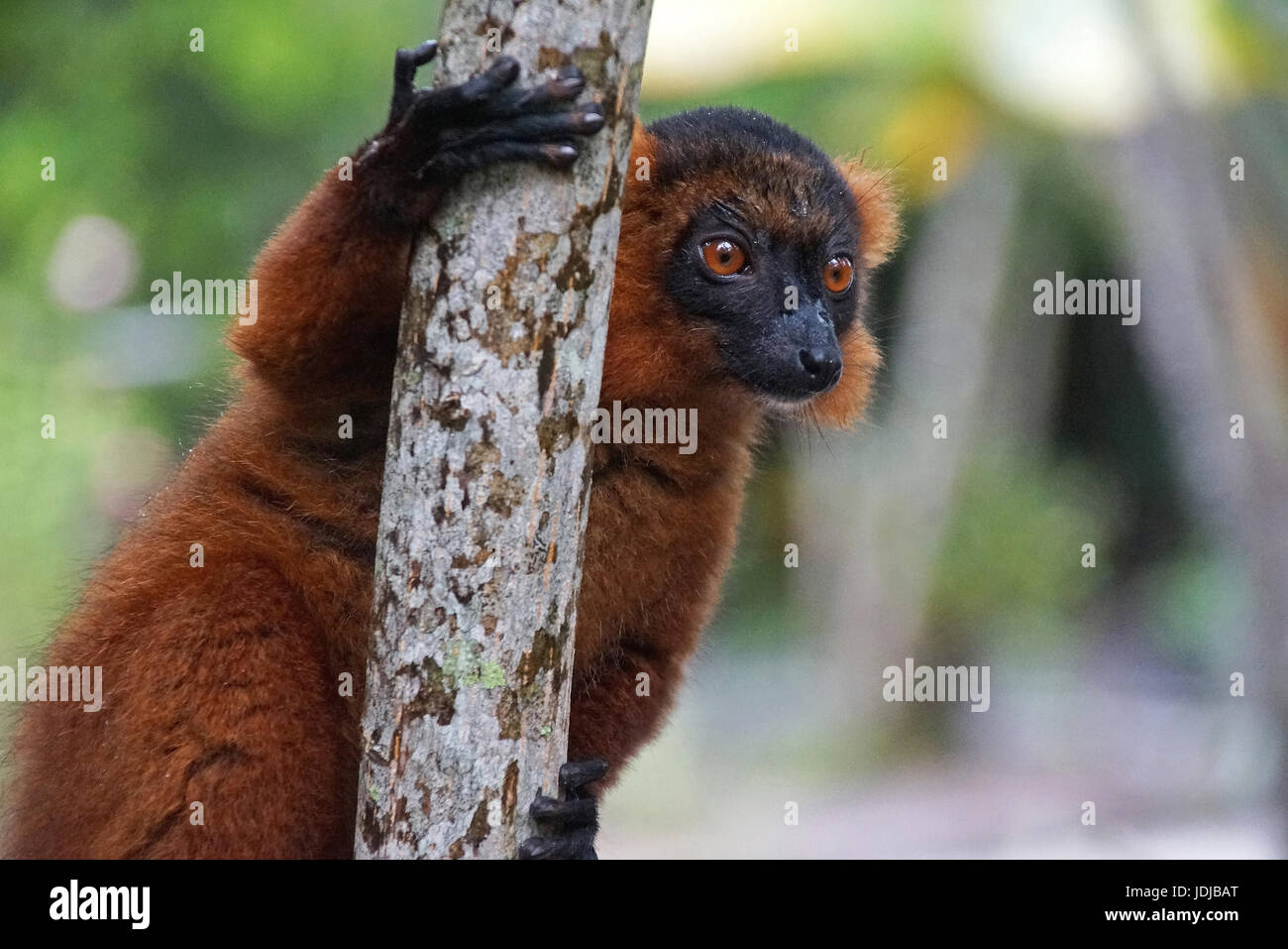 Lemuri, Madagascar, rosso vari, Varecia ruba, , Madagascar, Roter Vari Foto Stock