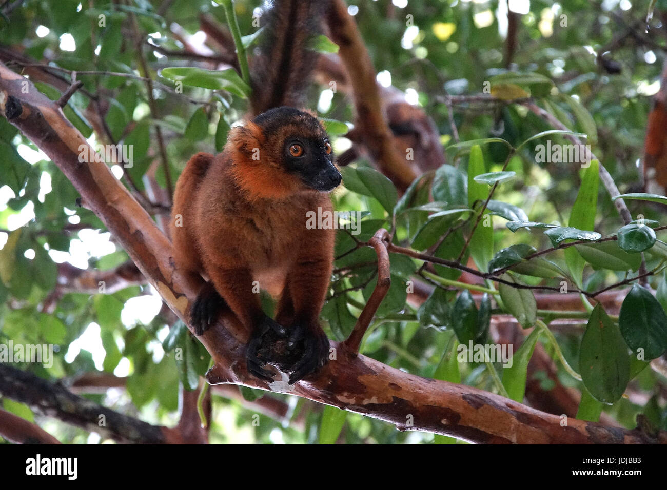 Lemuri, Madagascar, rosso vari, Varecia ruba, , Madagascar, Roter Vari Foto Stock