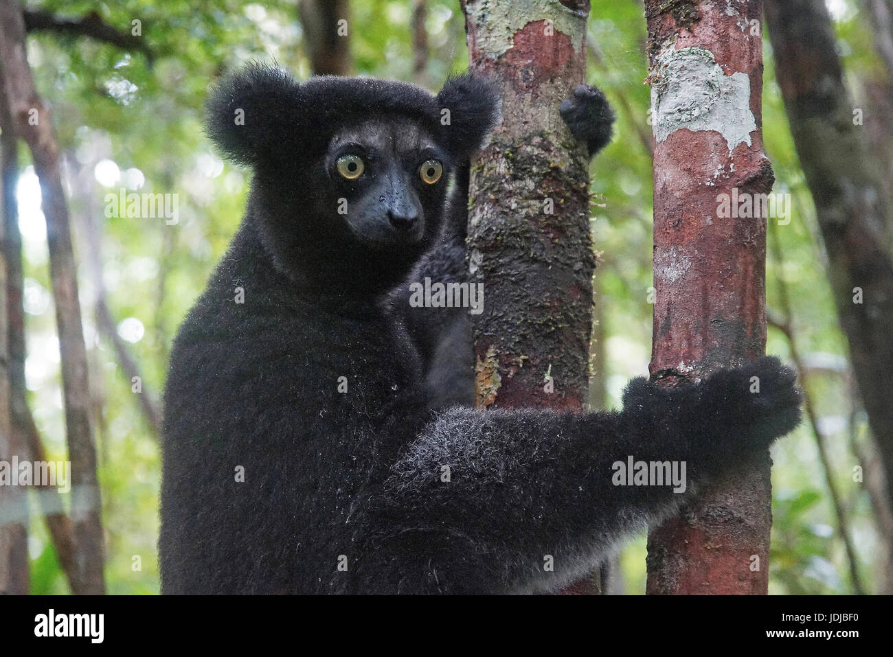 Lemuri, Madagascar, Indri Indri Indri Indri, Stummelschwanzindri, Madagascar Foto Stock