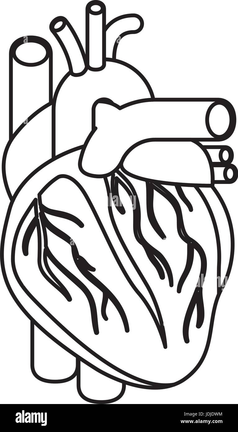 Schizzo silhouette cuore sistema corpo umano Illustrazione Vettoriale