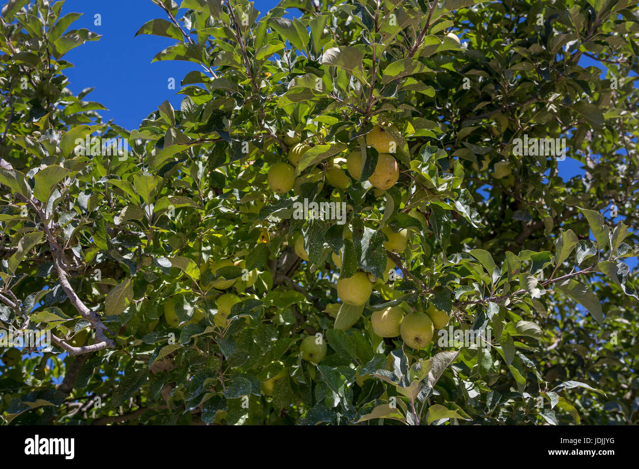 Mele, Malus domestica, melo, apple orchard, Sebastopol, Sonoma County, California, Stati Uniti, America del Nord Foto Stock