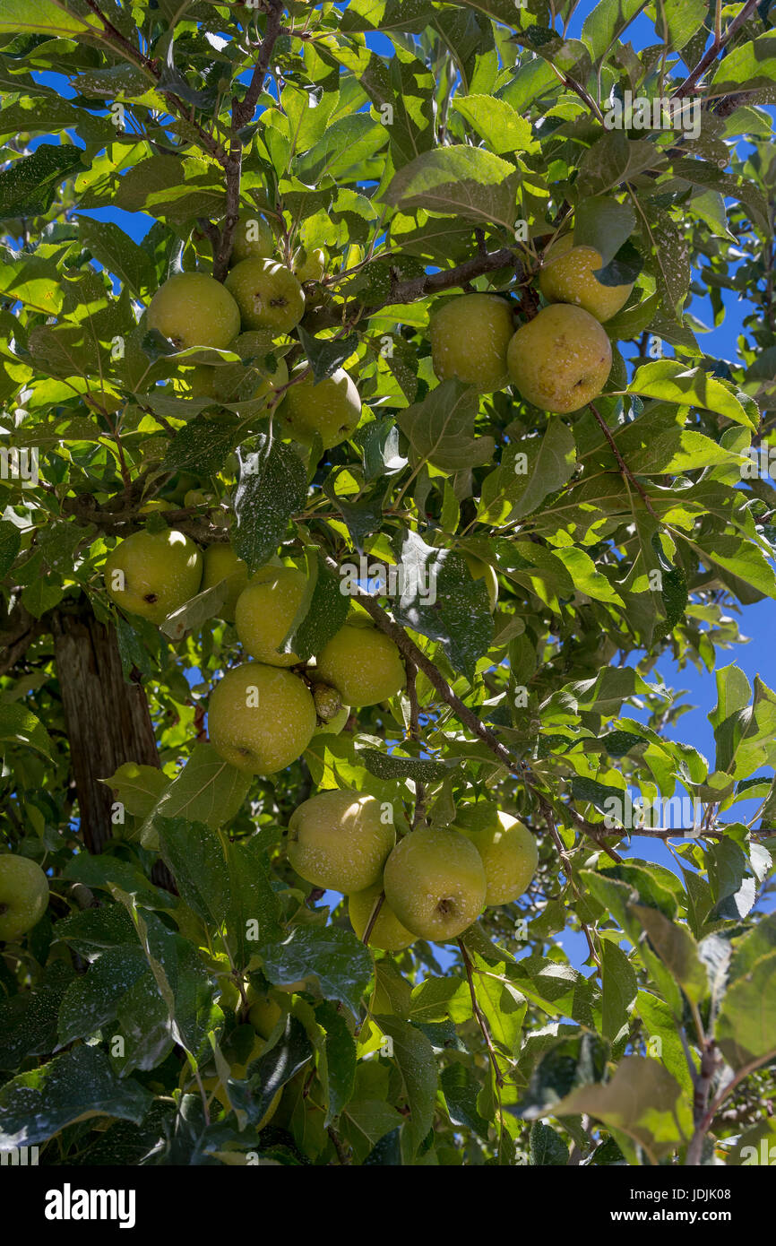 Mele, Malus domestica, melo, apple orchard, Sebastopol, Sonoma County, California, Stati Uniti, America del Nord Foto Stock