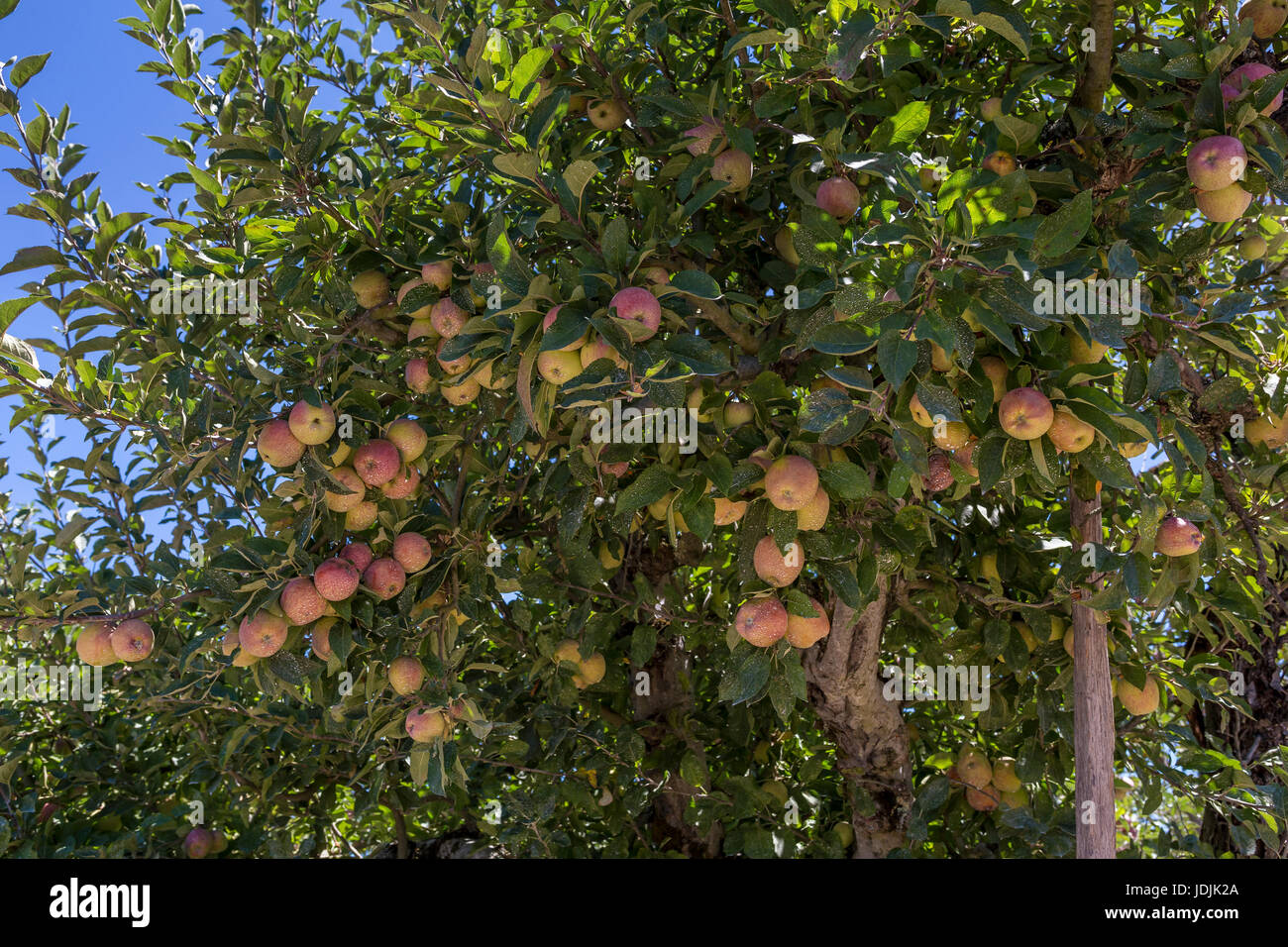 Mele, Malus domestica, melo, apple orchard, Sebastopol, Sonoma County, California, Stati Uniti, America del Nord Foto Stock