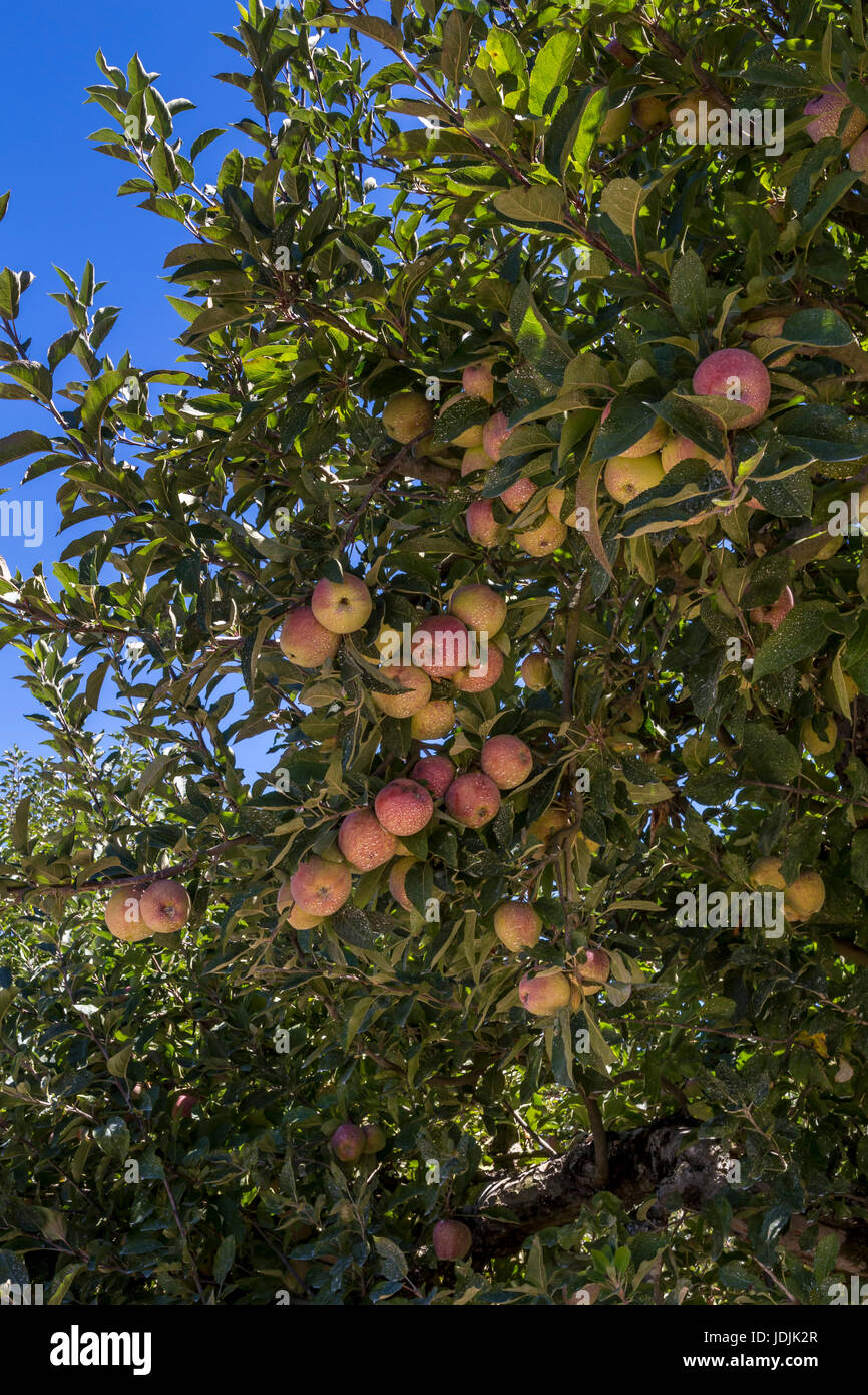 Mele, Malus domestica, melo, apple orchard, Sebastopol, Sonoma County, California, Stati Uniti, America del Nord Foto Stock