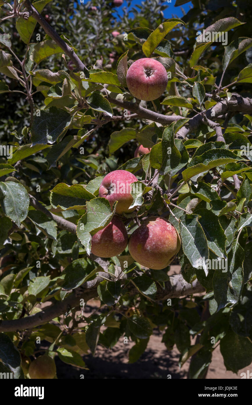 Mele, Malus domestica, melo, apple orchard, Sebastopol, Sonoma County, California, Stati Uniti, America del Nord Foto Stock