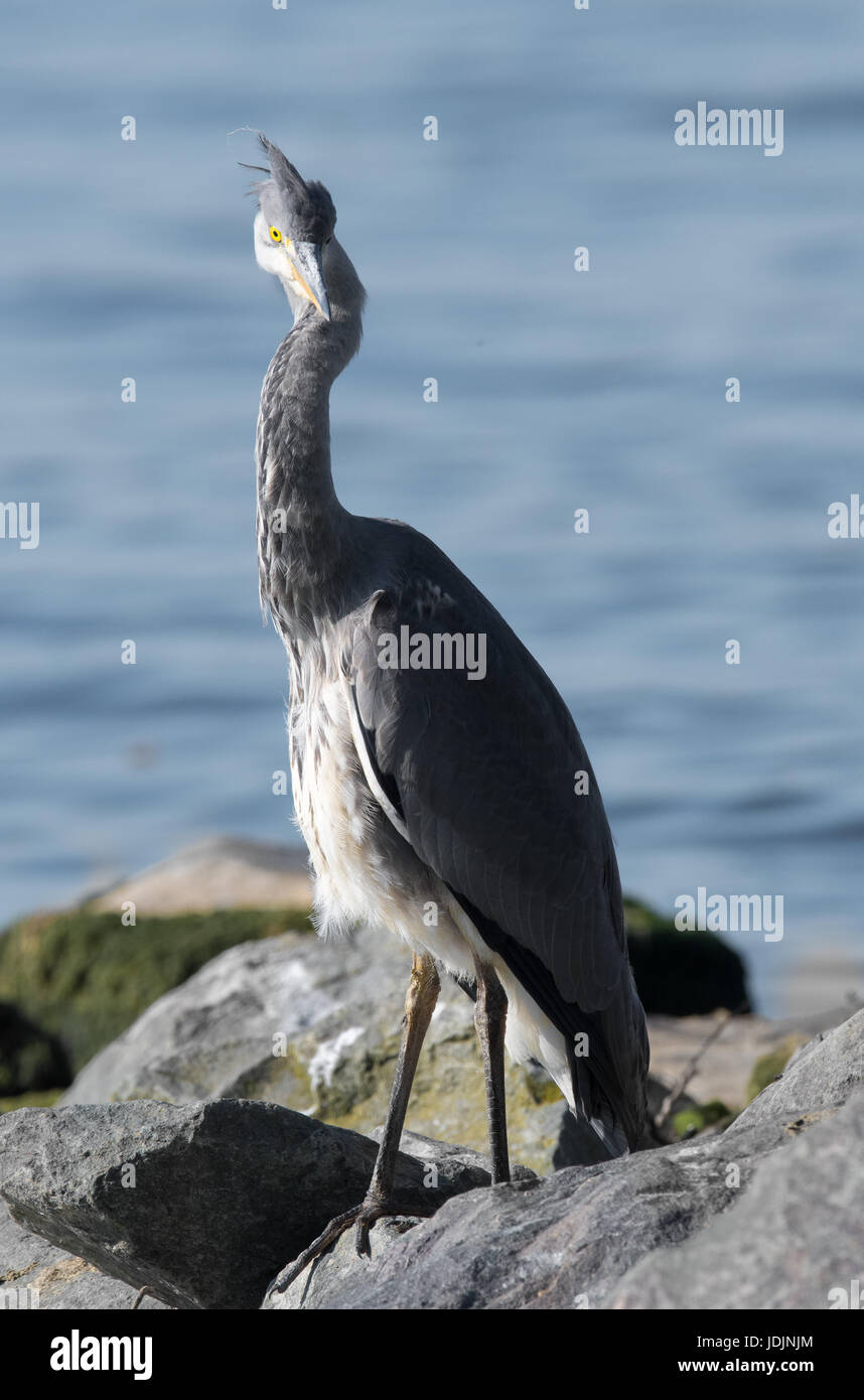 Un incerto e curiosi airone cenerino in piedi sulla riva di un lago prende un lungo sguardo a un fotografo invadente. Foto Stock