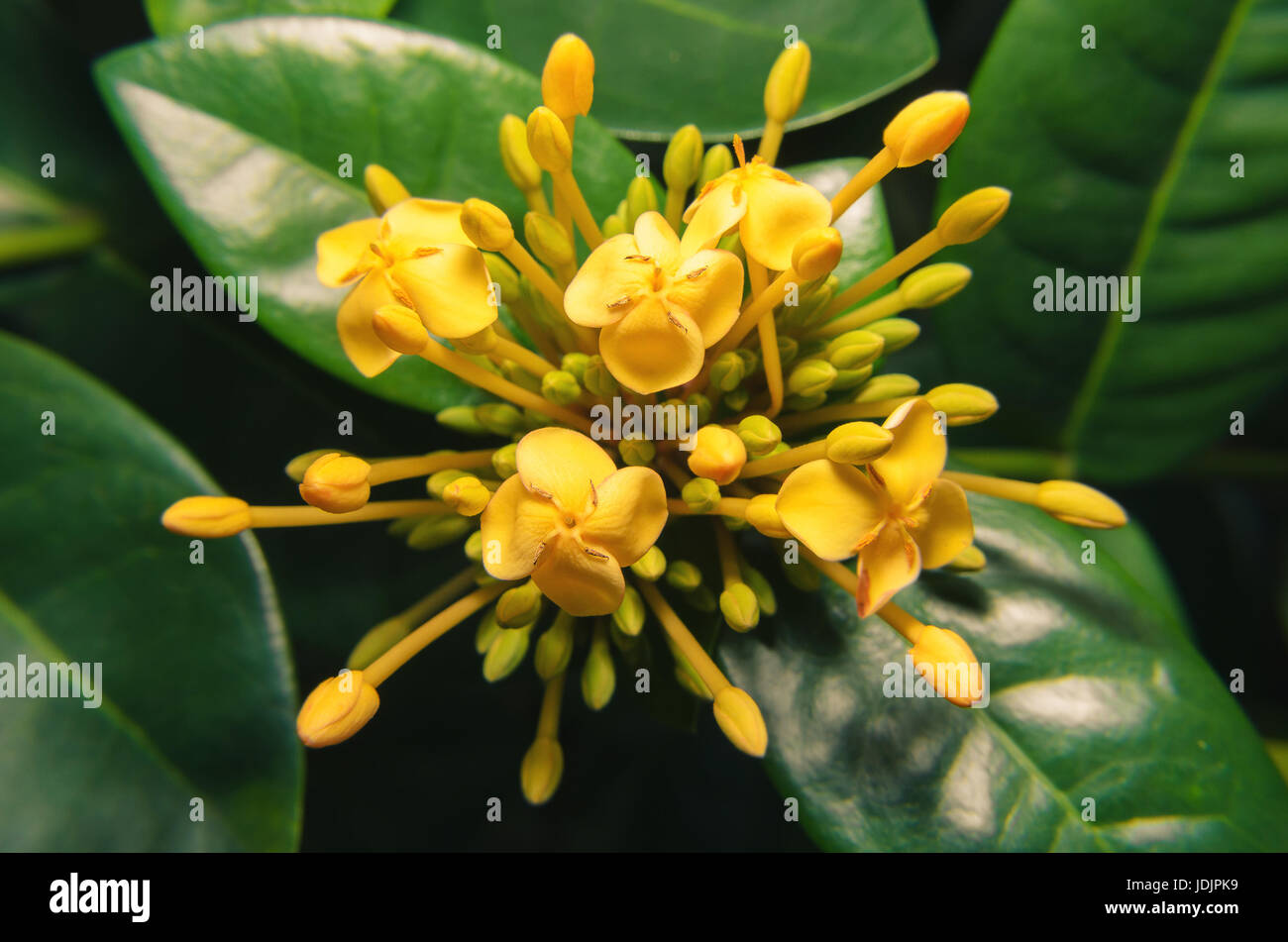 Giallo piccoli fiori circondata da piccole gemme di colore giallo e alcune foglie verdi su sfondo. Foto Stock