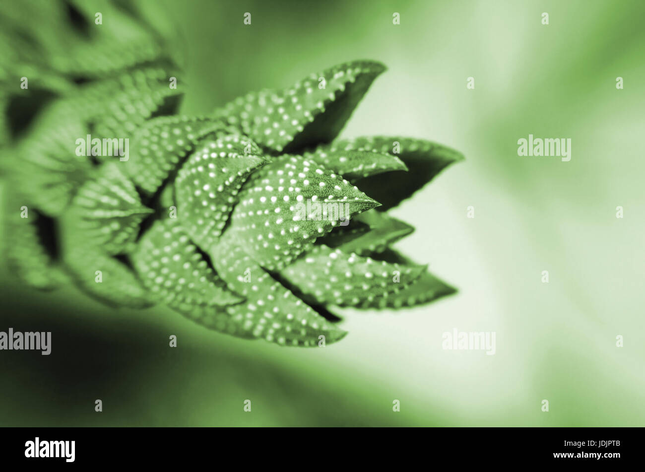Verde ornamentale cactus vicino su uno sfondo sfocato. Foto Stock