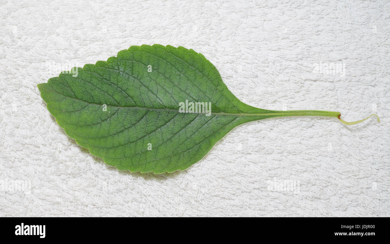 Boldo foglia: pianta verde denominato Boldo da terra. Impianto utilizzato per fare il tè e produtos medicinais. Foto Stock