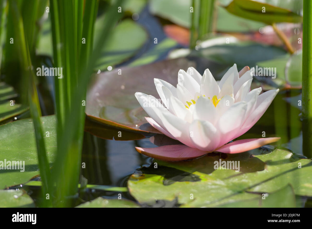 Singola bianco e rosa fiore di loto nel folto del giunco nella naturale selvatica stagno Foto Stock