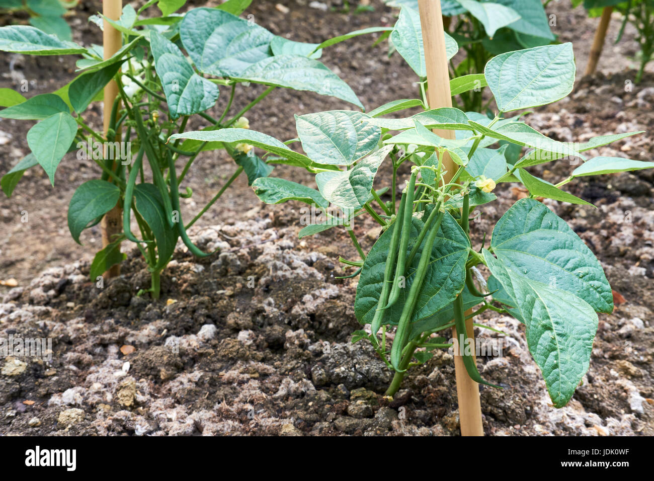 Nana piante di fagiolo "Ferrari" crescente in compost-ricco terreno in un orto, UK. Foto Stock