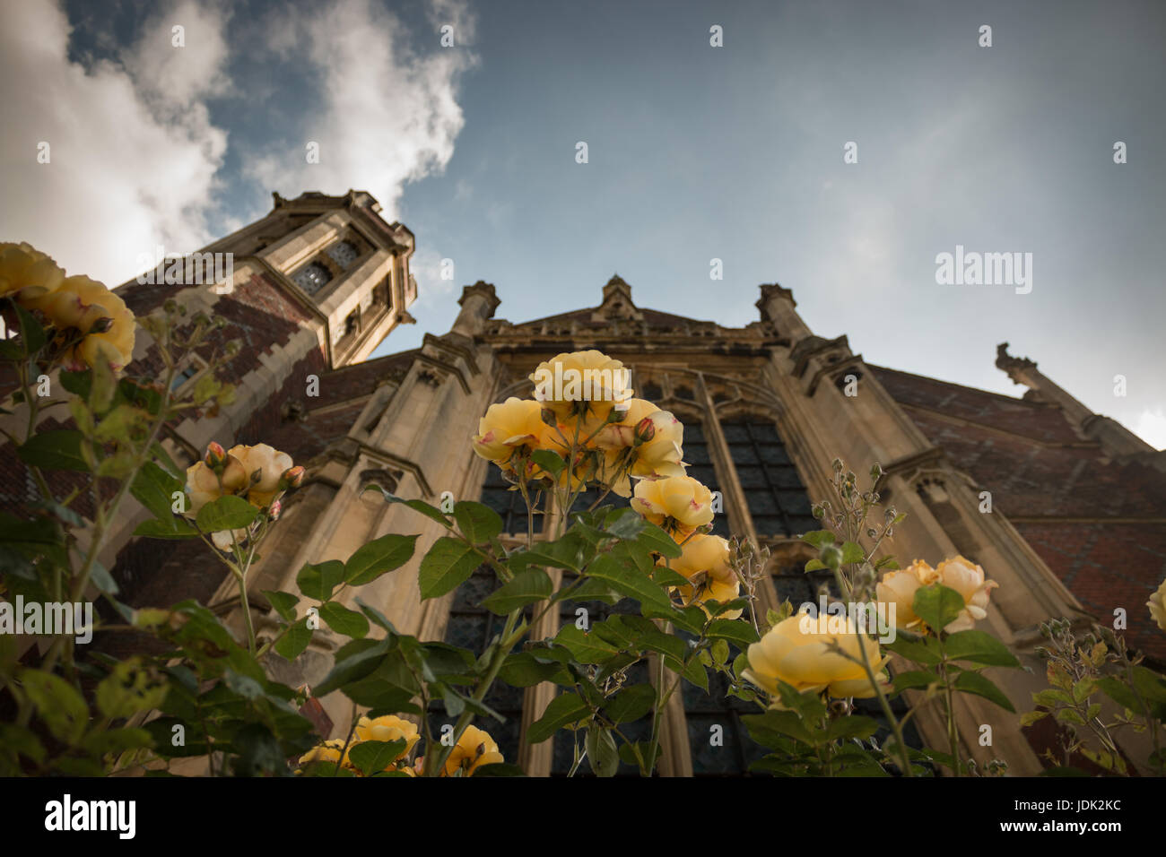 Rose giallo nella parte anteriore del Lincoln campo della libreria su Newman Row a Londra Foto Stock