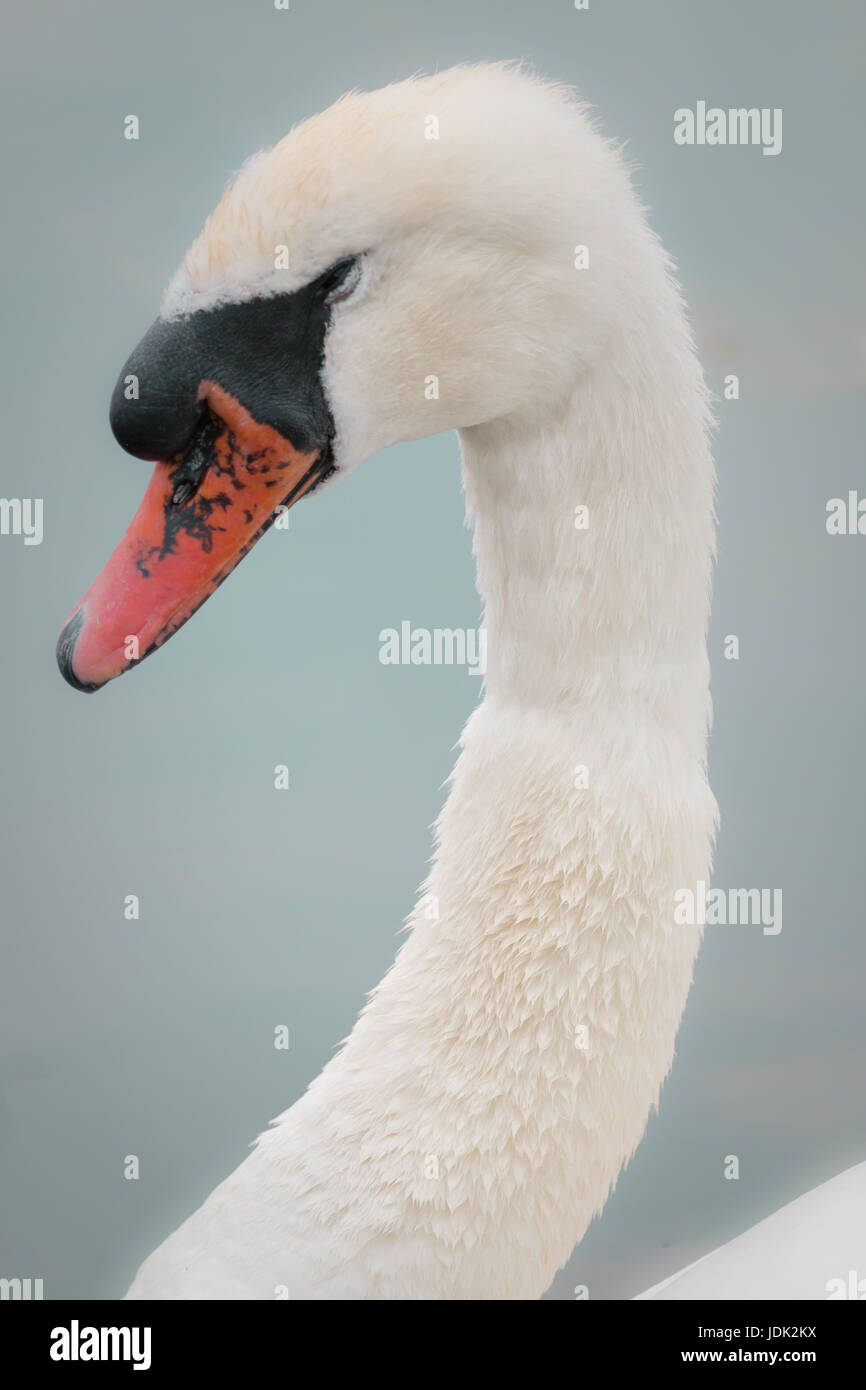 Una chiusura di una regale cigno aka Anser anser galleggia sul laghetto rotondo a Kensington Gardens Foto Stock