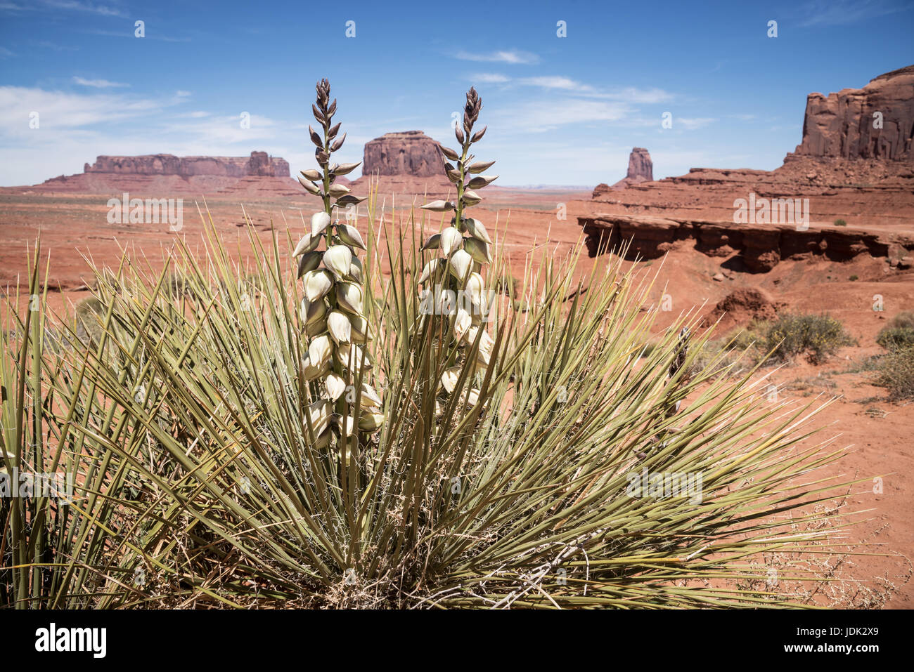 Il Monument Valley paesaggio con bizzarre piante del deserto, Utah, Stati Uniti d'America Foto Stock