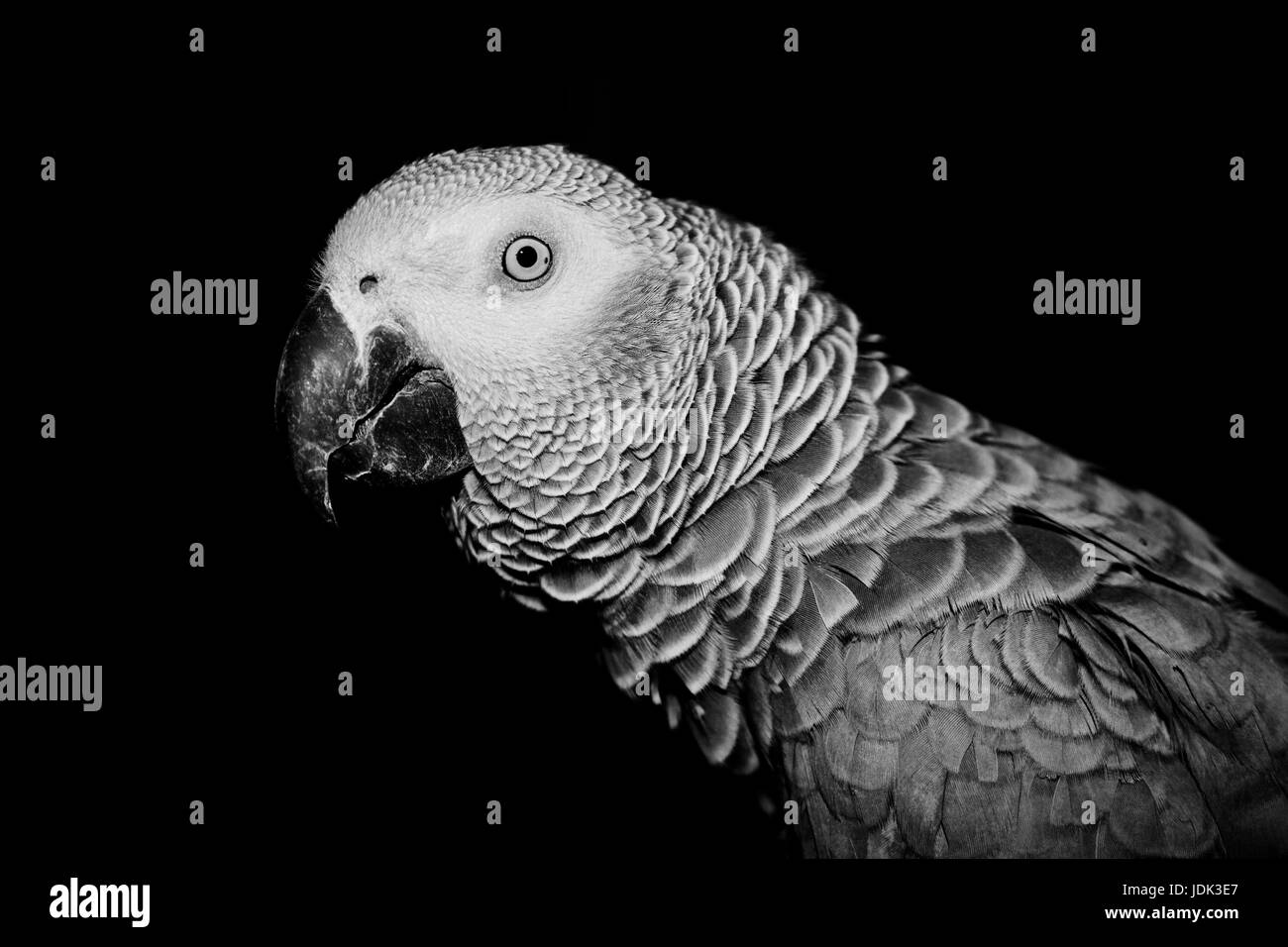Wild pappagallo grigio africano nella scena nera. Parlando parrot. Foto Stock