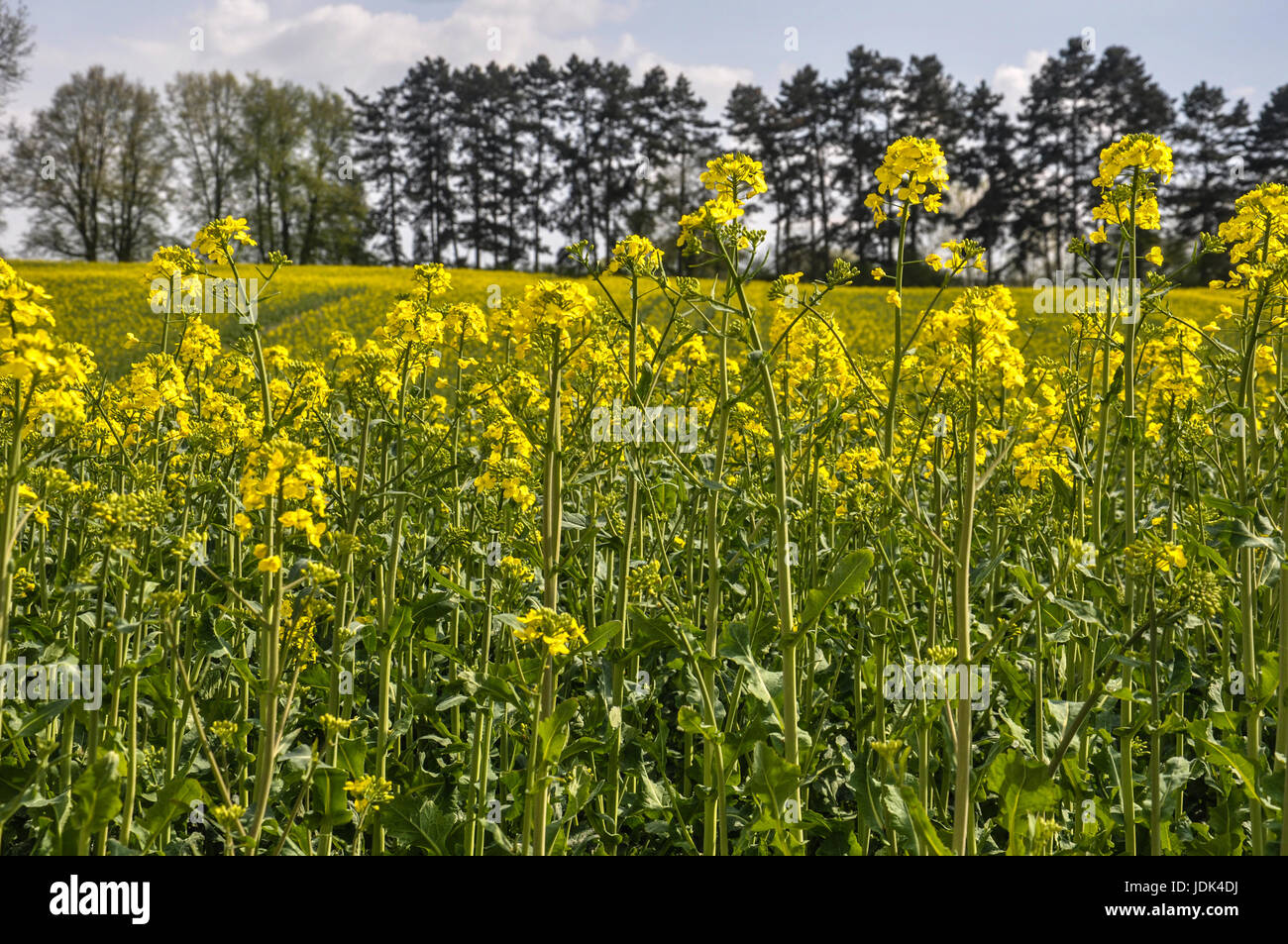 Giovani di canola giallo sulla piantagione polacco Foto Stock