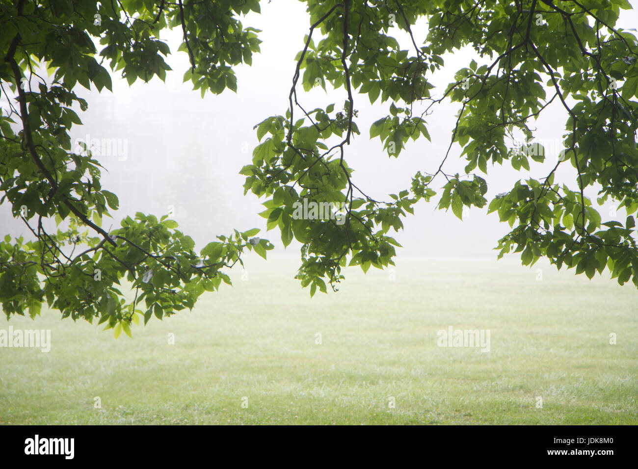 Paesaggio nebbioso Foto Stock