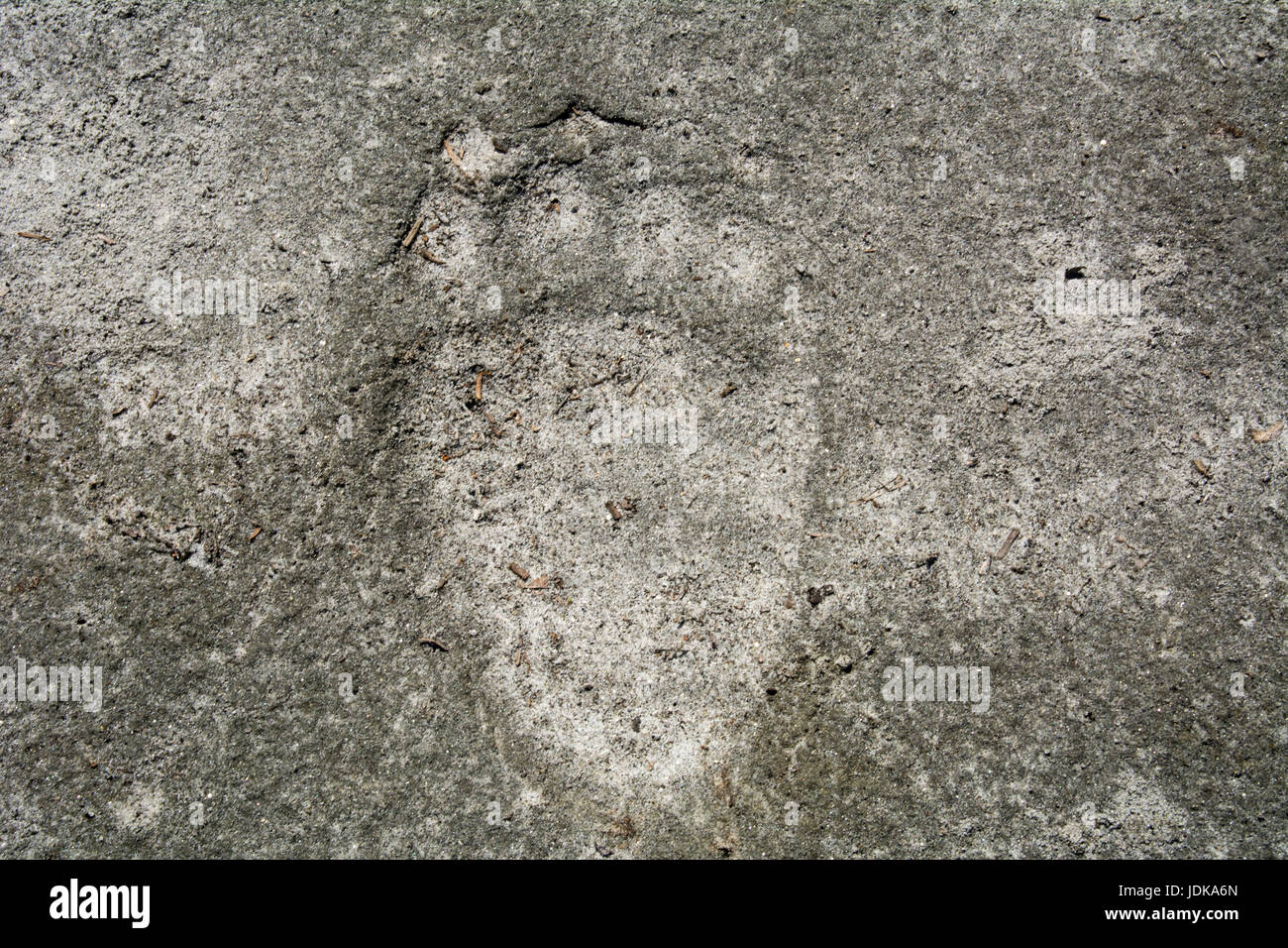 Un vecchio orso grizzly via nel fango nel grande orso regione della foresta pluviale della British Columbia, Canada. Foto Stock