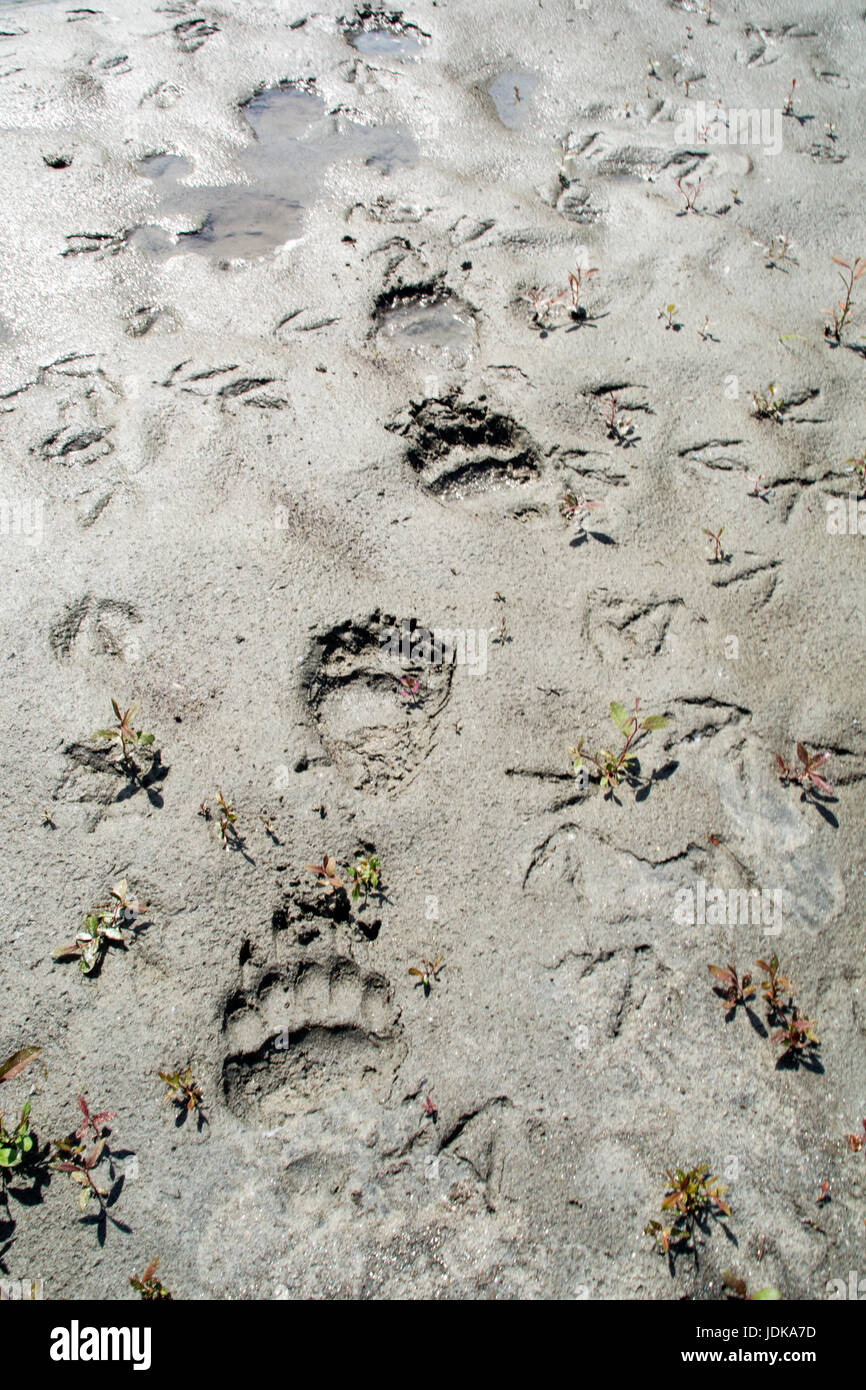 Orso grizzly tracce in un mudflat nel grande orso regione della foresta pluviale della British Columbia, Canada. Foto Stock