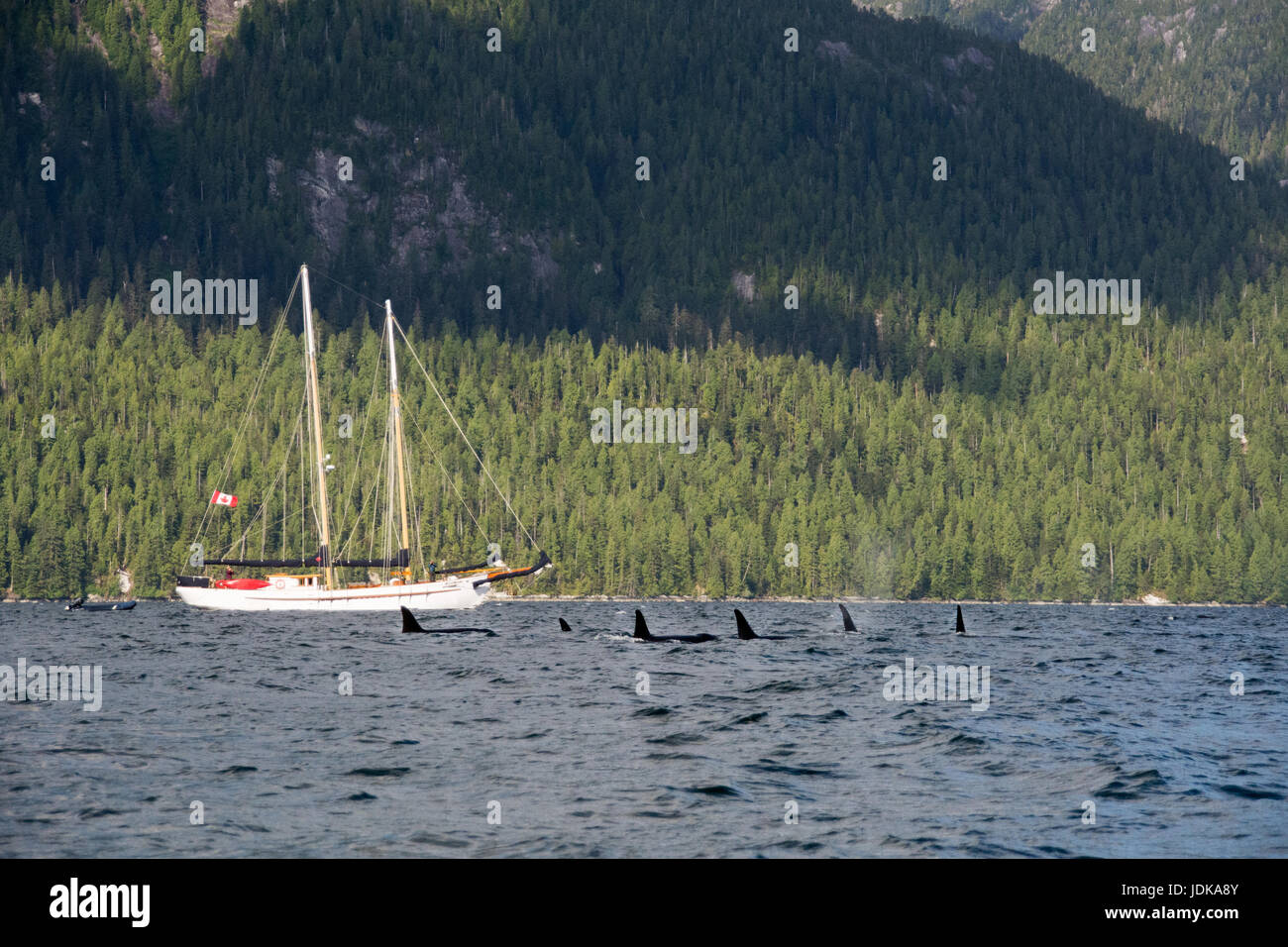 Un pod di resident killer balene che nuotano accanto a una goletta nel canale di balena, nel grande orso regione della foresta pluviale della British Columbia, Canada. Foto Stock