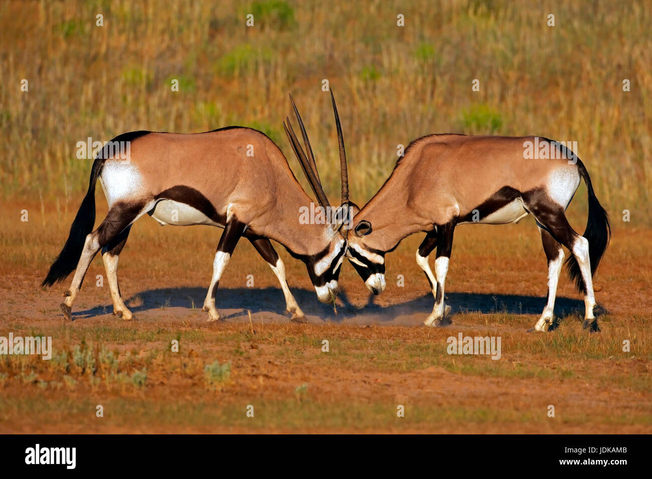 Combattimenti Oryx antilopi, Kaempfende Oryx-Antilopen Foto Stock