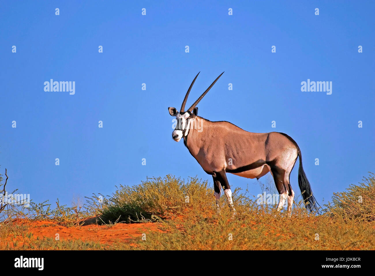 Oryx antilopi / camoscio / Spiesbock, Oryx-Antilope / Gemsbock / Spiesbock Foto Stock