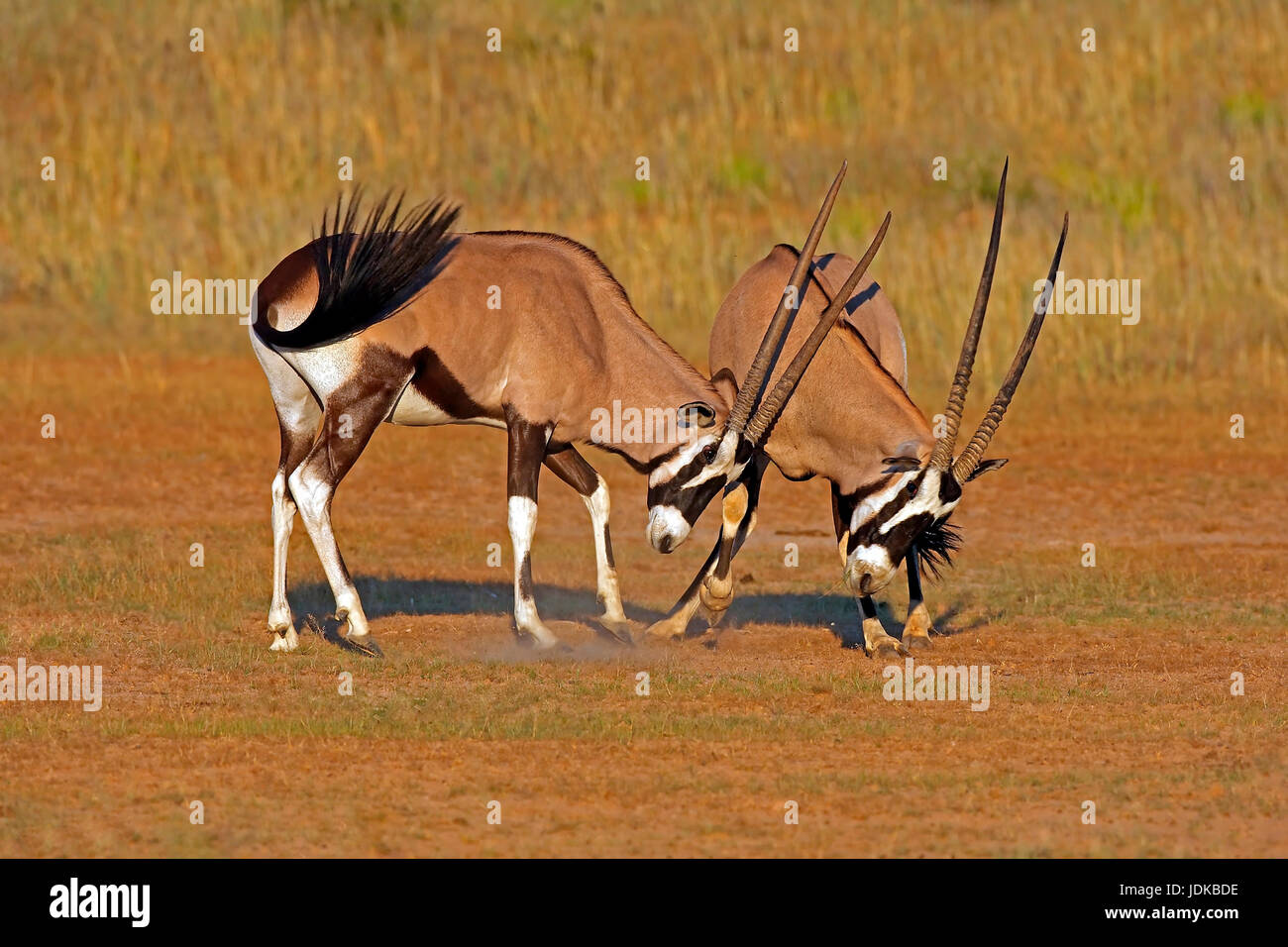 Due Oryx antilopi, Zwei Oryx-Antilopen Foto Stock