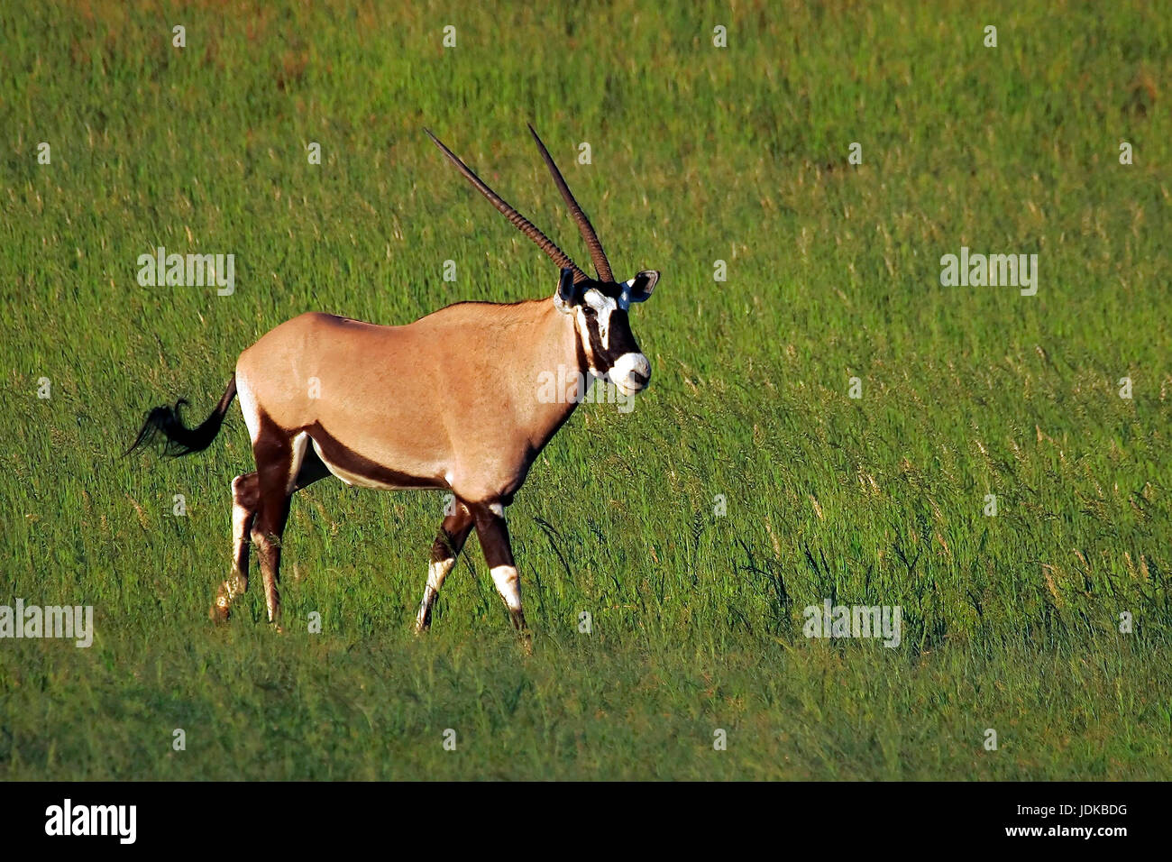 Il camoscio, Oryx antilopi, Gemsbock, Oryx-Antilope Foto Stock