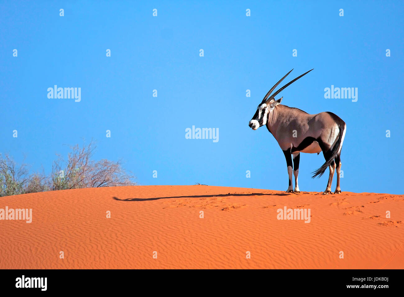 Oryx gazelle teht su una duna, Oryx Gazelle teht auf einer Duene Foto Stock