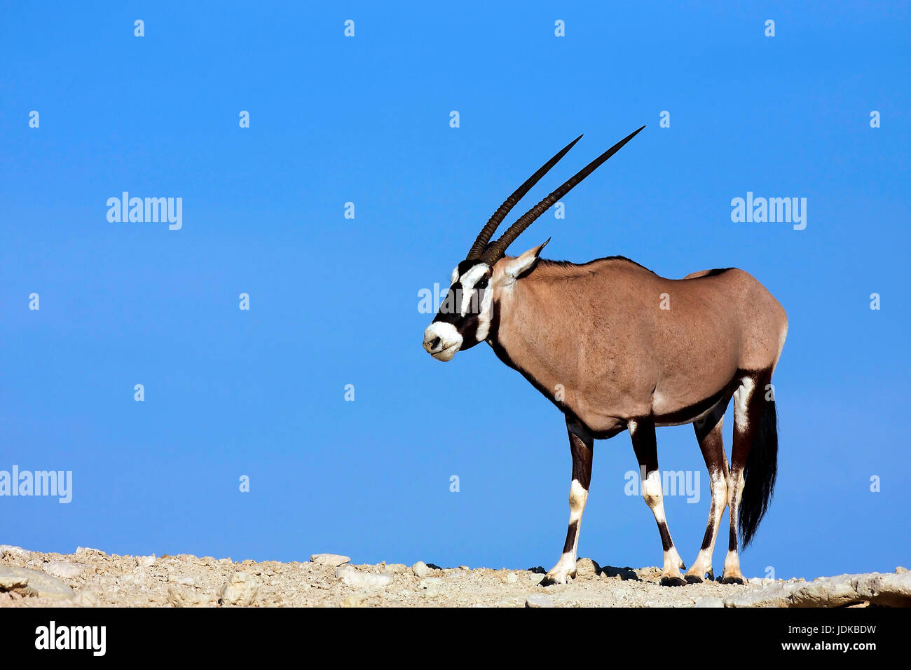 Oryx gazelle teht su una duna, Oryx Gazelle teht auf einer Duene Foto Stock