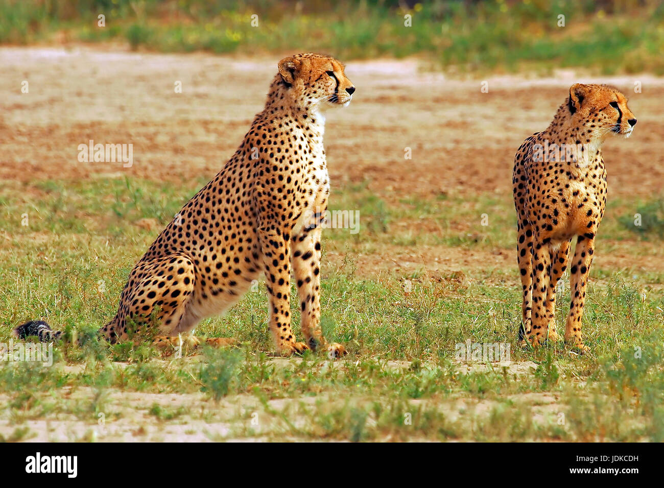 Per due ghepardi, Zwei Geparden Foto Stock