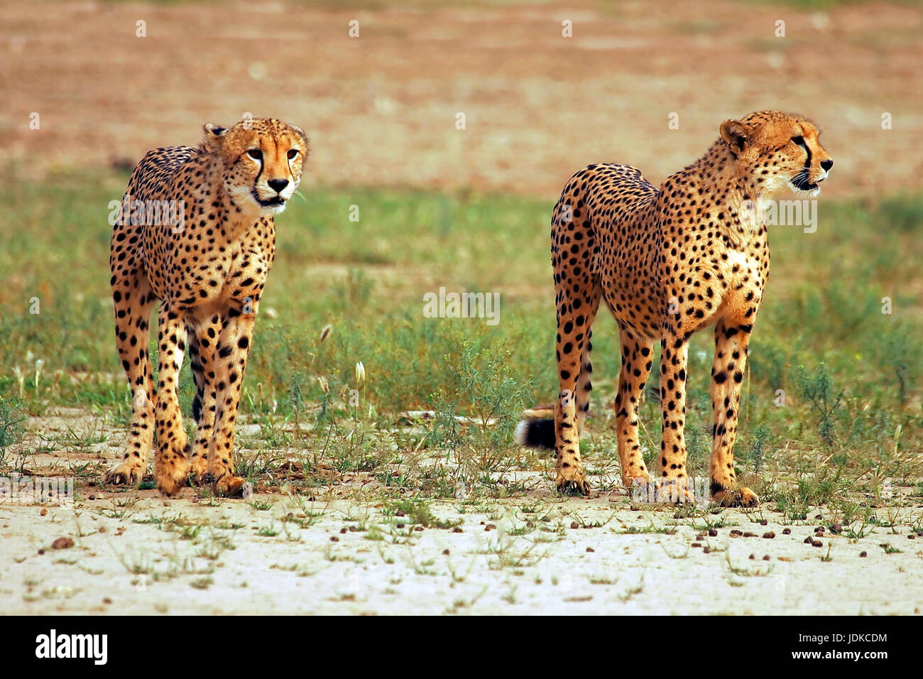 Per due ghepardi, Zwei Geparden Foto Stock