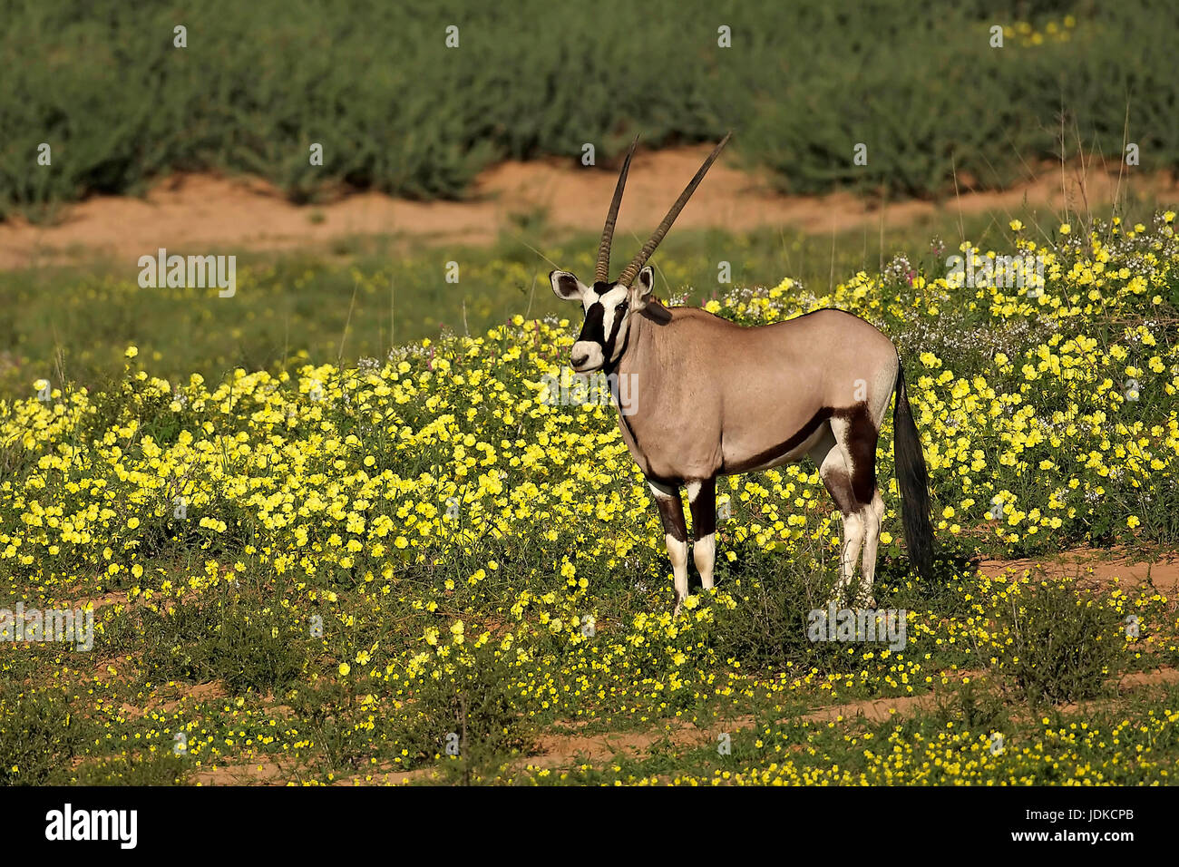 Gemsbok, Oryx antilopi, Oryx-Antilope Foto Stock